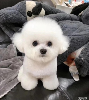 赤峰寵物比熊出售電話號(hào)碼是多少-第1張圖片