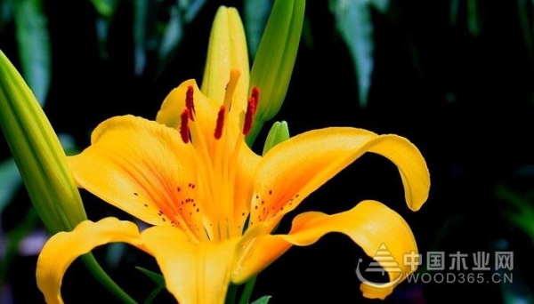 赤峰祭壇花批發(fā)電話號碼是多少-第1張圖片