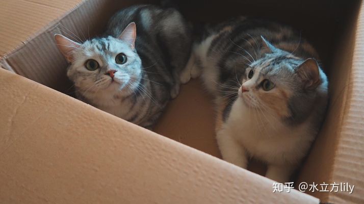 赤峰喂貓服務(wù)電話號(hào)碼查詢地址-第1張圖片