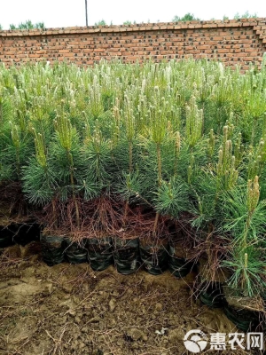 赤峰樟子松植物園電話多少號-第1張圖片