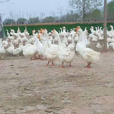 赤峰蘇尼特羊肉批發(fā)電話號碼-第1張圖片