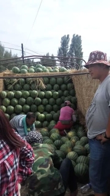 赤峰禮品西瓜批發(fā)電話號(hào)碼查詢-第1張圖片