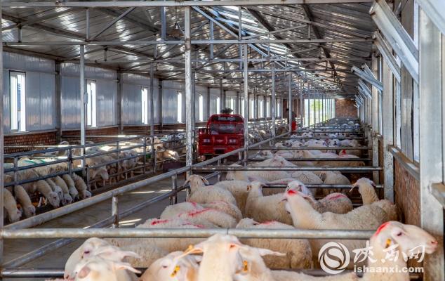 赤峰養(yǎng)羊基地電話號(hào)碼多少-第1張圖片