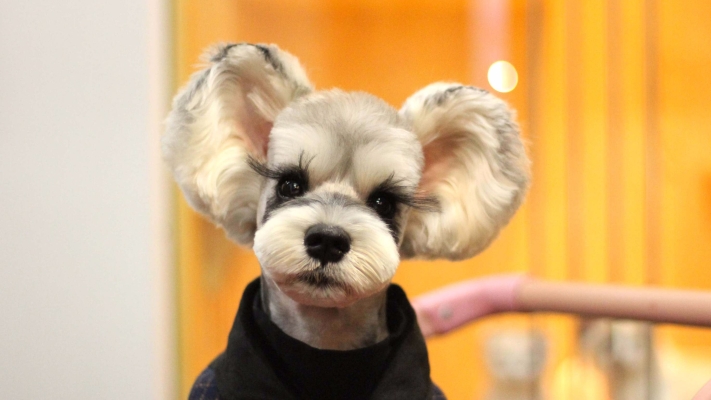 赤峰貝斯寵物生活館電話號碼-第1張圖片