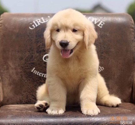 赤峰市收小狗崽的電話號(hào)碼-第1張圖片