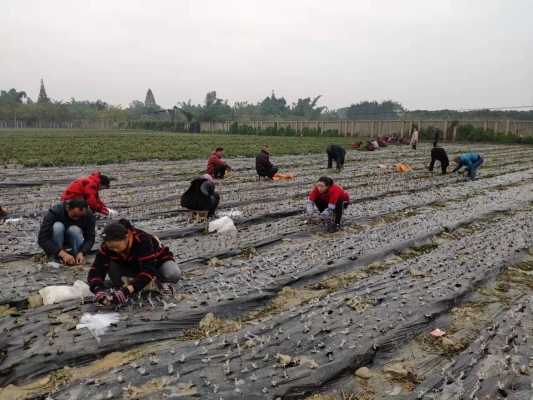 赤峰種車?yán)遄踊仉娫捥柎a-第1張圖片