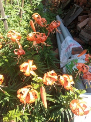 赤峰植物園訂票電話是多少號-第1張圖片