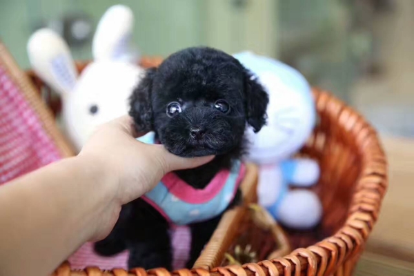 赤峰橋北泰迪犬舍電話(huà)號(hào)碼-第1張圖片