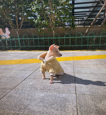 赤峰領養(yǎng)靈緹電話多少號啊-第1張圖片