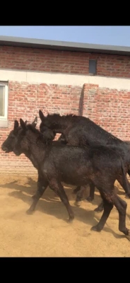 赤峰市驢養(yǎng)殖基地電話號(hào)碼-第1張圖片