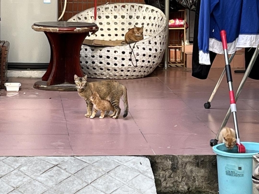 內(nèi)蒙古赤峰領(lǐng)養(yǎng)幼貓電話號(hào)碼-第1張圖片