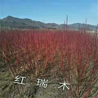 赤峰求購(gòu)苗木廠家電話地址查詢-第1張圖片