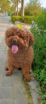 赤峰學(xué)院寵物醫(yī)院電話多少號-第1張圖片