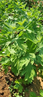 赤峰端午艾草種植基地電話號碼-第1張圖片