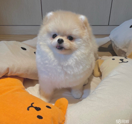 赤峰夢幻田園犬舍電話號碼查詢-第1張圖片