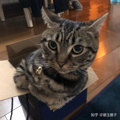 赤峰送水貓電話是多少啊-第1張圖片