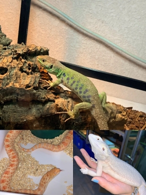 赤峰小爪爪寵物店電話號(hào)碼-第1張圖片