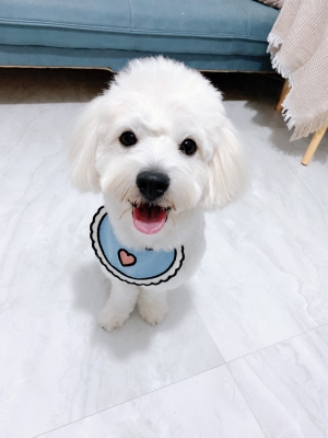 赤峰寵物貓專賣店電話號(hào)碼-第1張圖片