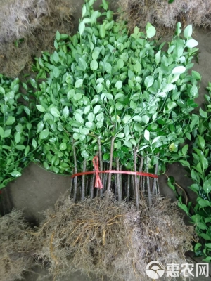 赤峰冬青綠化苗商家電話號碼-第1張圖片