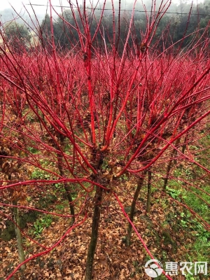 赤峰附近樹苗種植基地電話號碼-第1張圖片