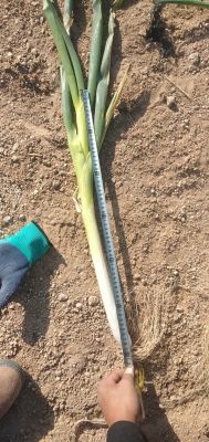 赤峰大蔥加工廠電話多少號(hào)-第1張圖片