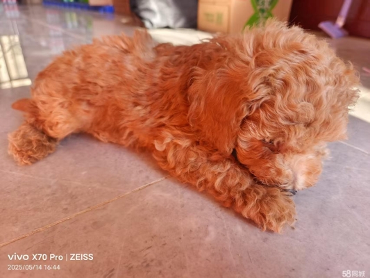 赤峰寵物交易市場-第1張圖片