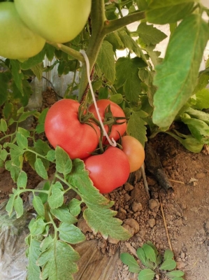 赤峰蒙王批發(fā)市場電話號碼-第1張圖片