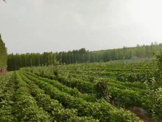 赤峰林西奶牛場電話地址查詢-第1張圖片