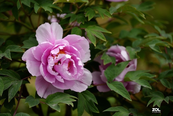 赤峰數(shù)碼相機維修點電話號碼-第1張圖片