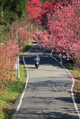 赤峰櫻花大道地址電話號(hào)碼-第1張圖片
