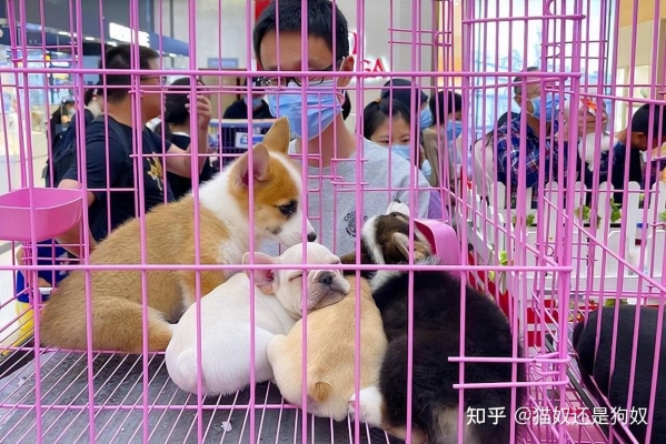 赤峰市買狗電話號碼多少-第1張圖片