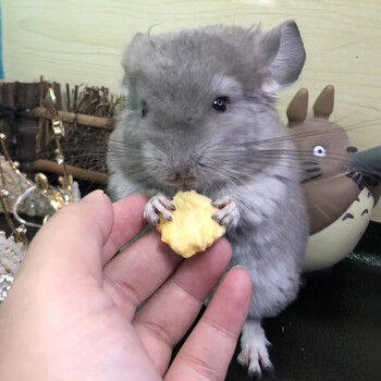 赤峰龍貓活體醫(yī)院電話多少號-第1張圖片