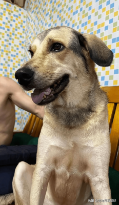 赤峰菲菲寵物診所電話號碼查詢-第1張圖片