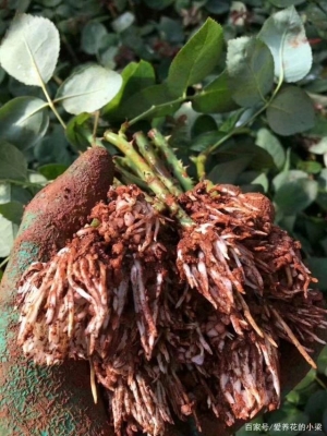 赤峰花梁連棟大棚出租電話號碼-第1張圖片