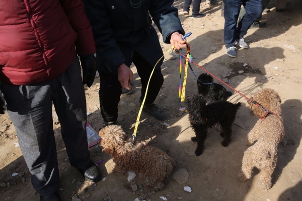 赤峰狗市賣狗電話多少號-第1張圖片