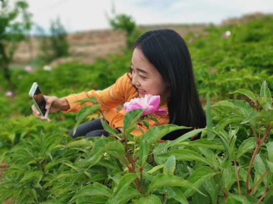 赤峰芍藥花鋪電話多少號(hào)碼-第1張圖片