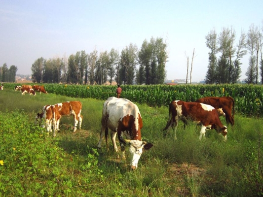 赤峰市松山區(qū)駕照電話號(hào)碼-第1張圖片