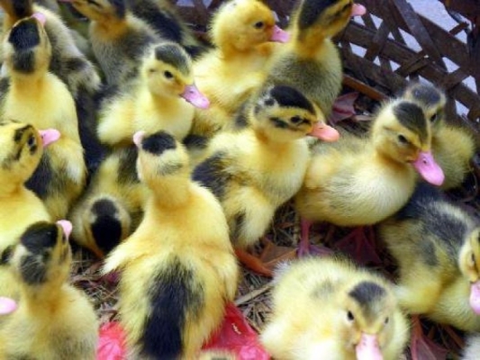 赤峰鴨苗廠家電話多少號碼-第1張圖片