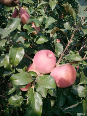 赤峰水果集采平臺(tái)電話查詢號(hào)碼-第1張圖片