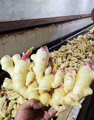 赤峰炒貨機批發(fā)電話號碼多少-第1張圖片