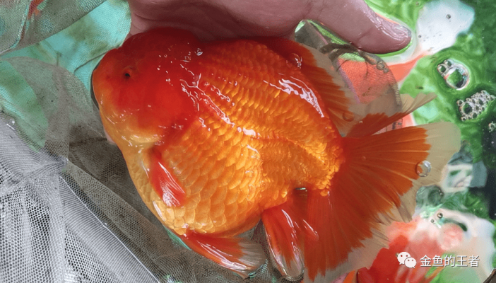 赤峰市養(yǎng)金魚基地地址電話號碼-第1張圖片