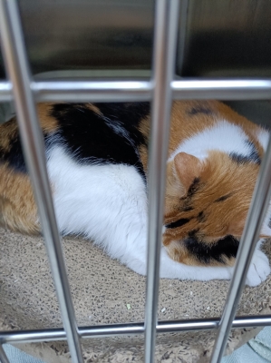 赤峰市小貓絕育團(tuán)購電話號(hào)碼-第1張圖片