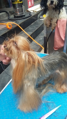 赤峰狗狗火葬場電話號碼查詢-第1張圖片