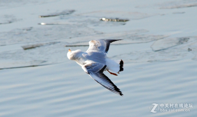 赤峰海鷗專賣店電話多少號-第1張圖片