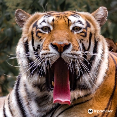 赤峰動(dòng)物園門票團(tuán)購(gòu)電話號(hào)碼-第1張圖片