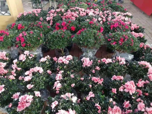 赤峰花卉市場鮮花店電話號碼-第1張圖片