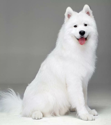 赤峰市薩摩耶成犬出售電話號碼-第1張圖片