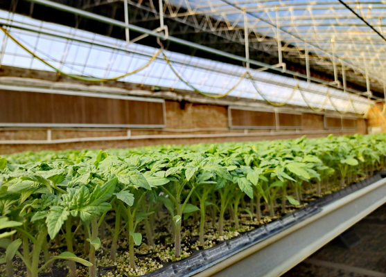 內(nèi)蒙古赤峰市良種場(chǎng)-第1張圖片