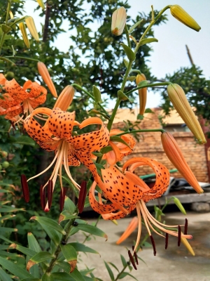 赤峰錦山高蹺隊(duì)電話號(hào)碼是多少-第1張圖片