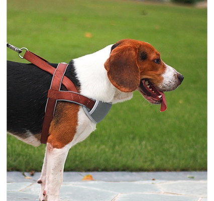 赤峰寵物狗場(chǎng)地址電話號(hào)碼-第1張圖片